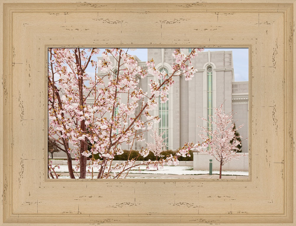 Mt Timpanogos Temple - Cherry Blossoms by Robert A Boyd