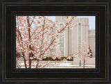 Mt Timpanogos Temple - Cherry Blossoms by Robert A Boyd