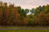 Palmyra Temple - Through the Trees by Robert A Boyd