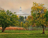 Nauvoo Temple - Apple Tree by Robert A Boyd