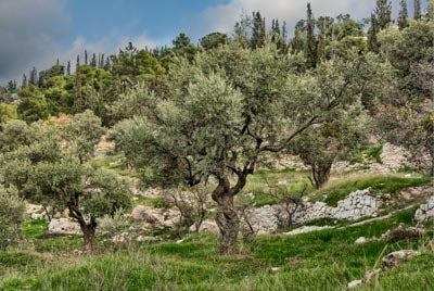 Mount of Olives