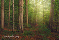 The Sacred Grove - Search Ponder and Pray 12x18 repositionable poster