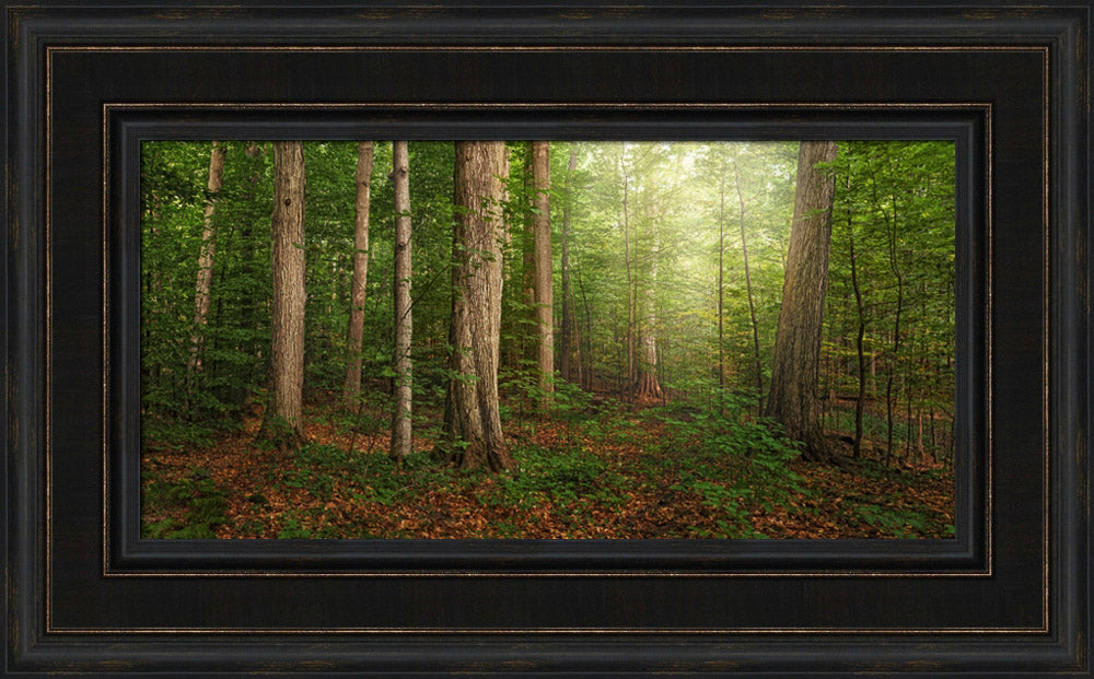 Sacred Grove - panoramic by Robert A Boyd | Altus Fine Art