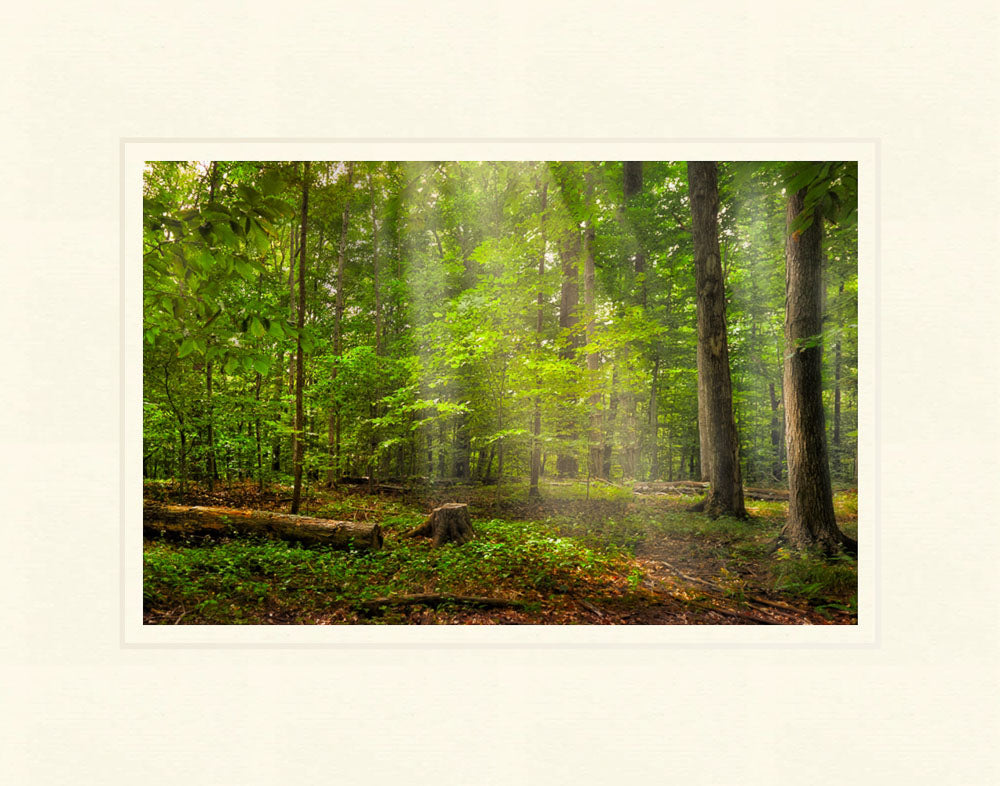 Sacred Grove - Radiant Beams by Robert A Boyd