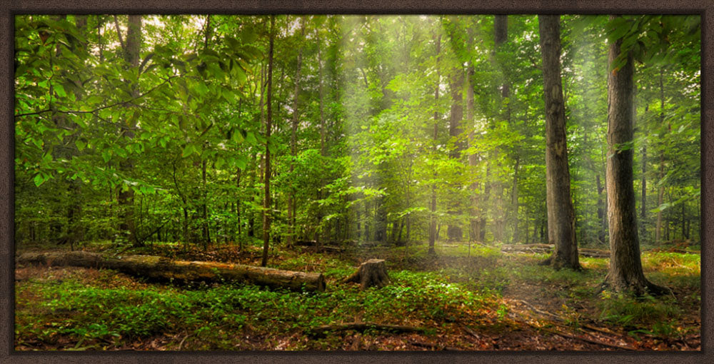 Sacred Grove - Radiant Beams by Robert A Boyd