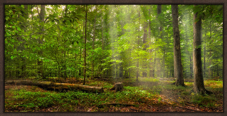 Sacred Grove - Radiant Beams by Robert A Boyd