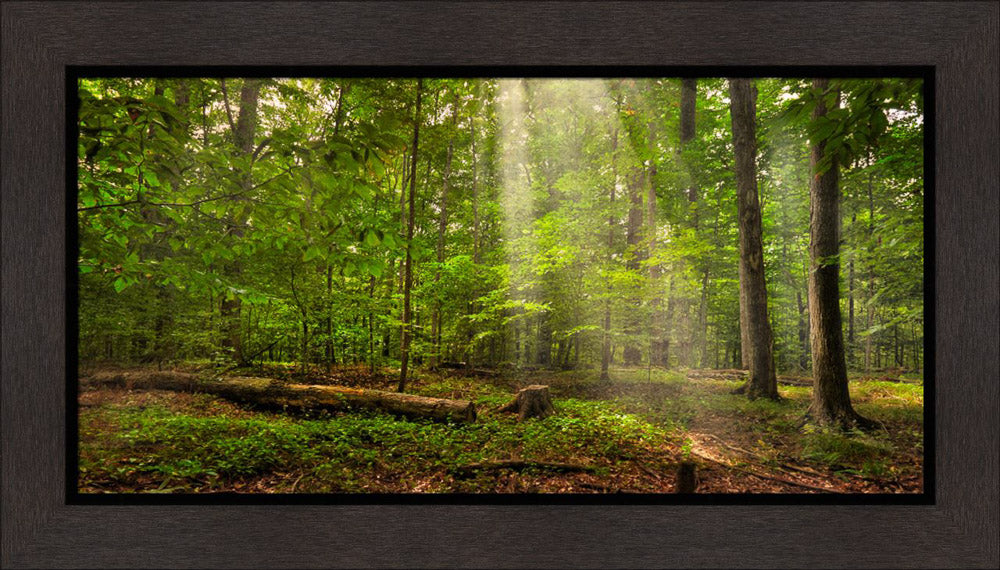 Sacred Grove - Radiant Beams by Robert A Boyd | Altus Fine Art