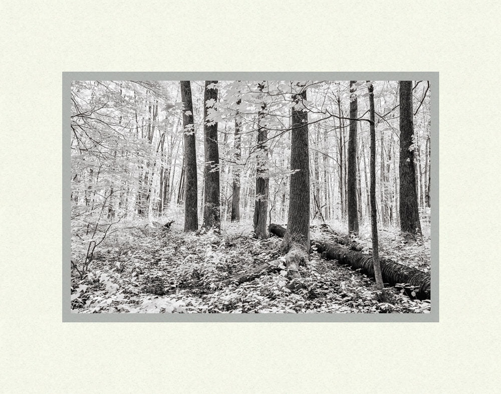 Sacred Grove - A Light Descended by Robert A Boyd