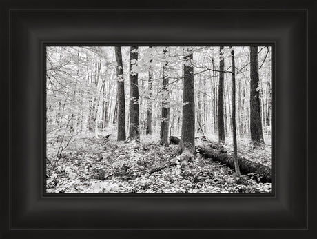 Sacred Grove - A Light Descended by Robert A Boyd