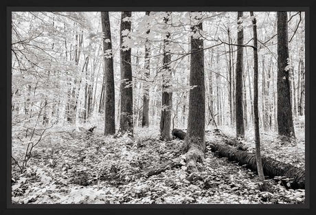 Sacred Grove - A Light Descended by Robert A Boyd