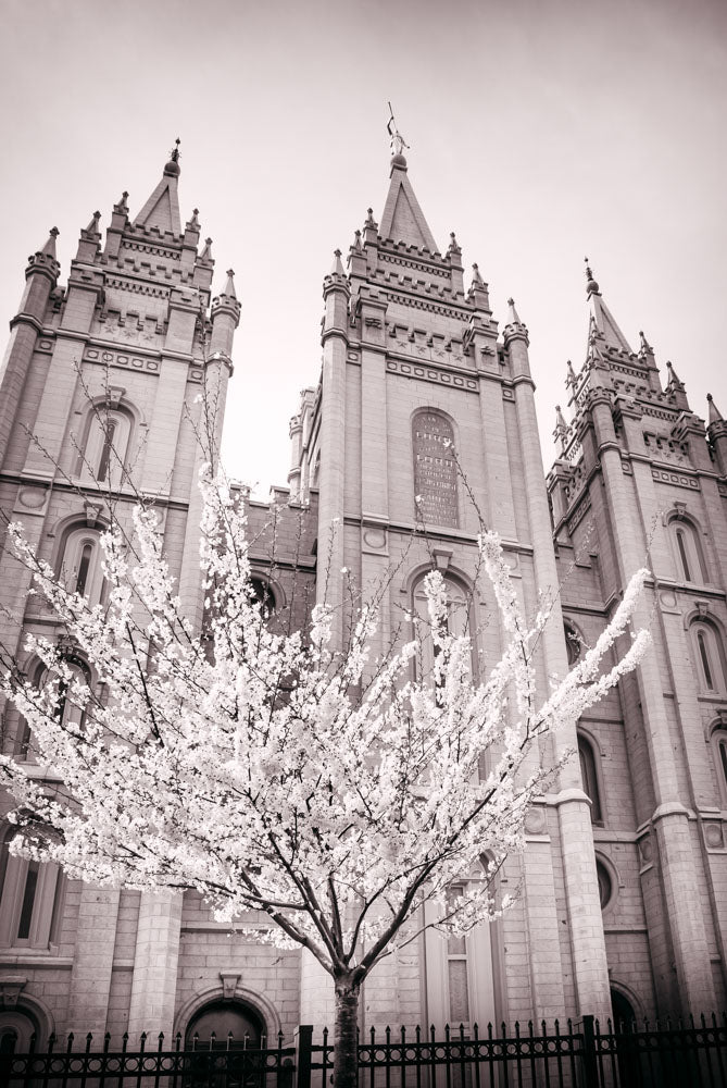 Salt Lake Temple - Flowering Tree by Scott Jarvie