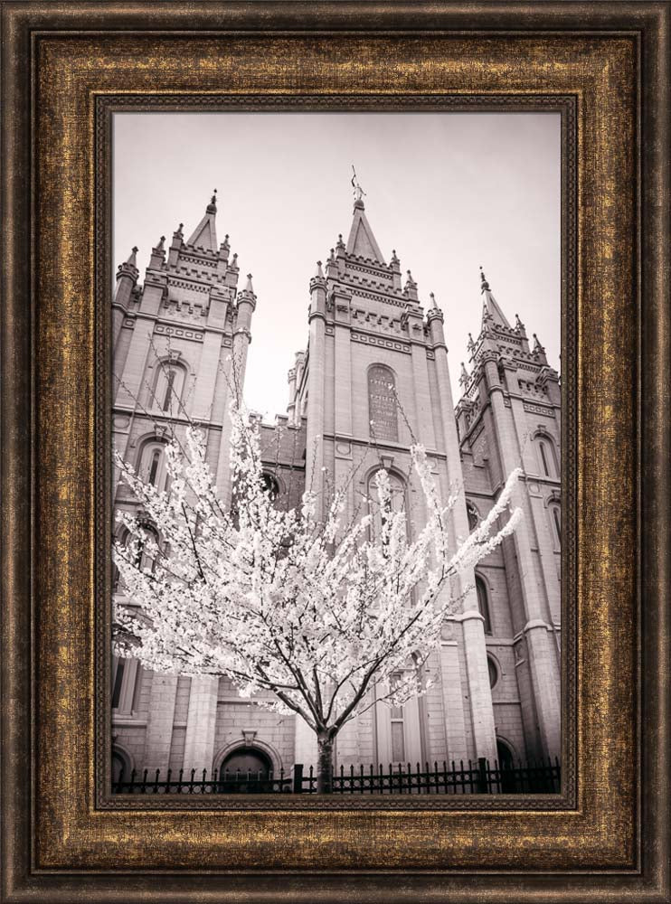 Salt Lake Temple - Flowering Tree by Scott Jarvie