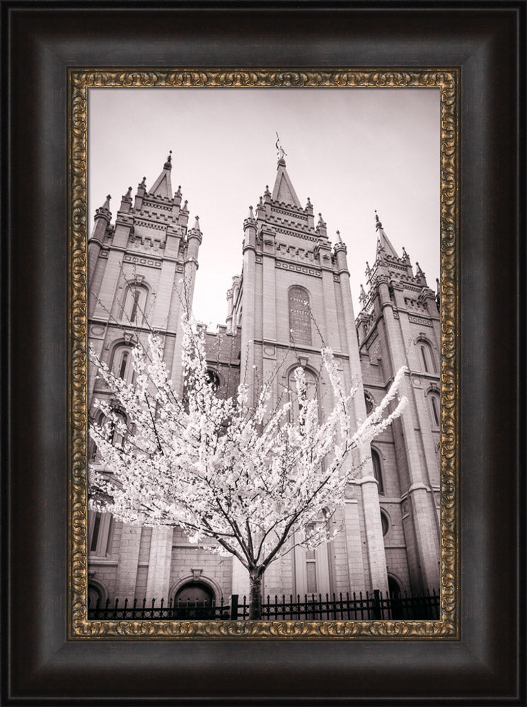 Salt Lake Temple - Flowering Tree by Scott Jarvie
