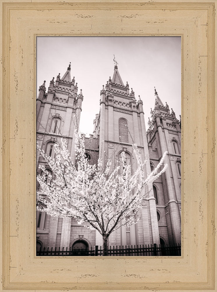 Salt Lake Temple - Flowering Tree by Scott Jarvie