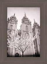 Salt Lake Temple - Flowering Tree by Scott Jarvie