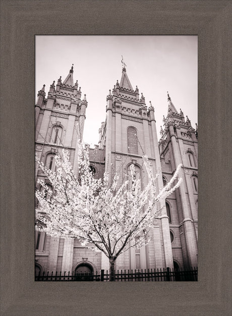 Salt Lake Temple - Flowering Tree by Scott Jarvie