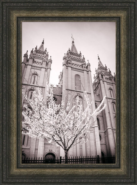 Salt Lake Temple - Flowering Tree by Scott Jarvie