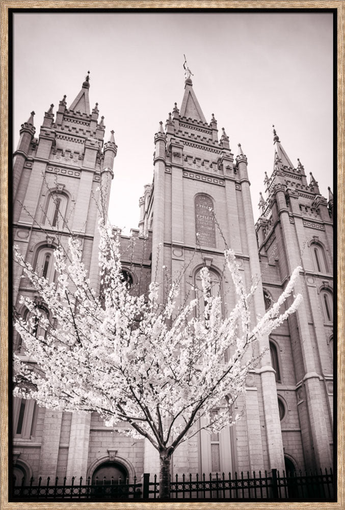 Salt Lake Temple - Flowering Tree by Scott Jarvie