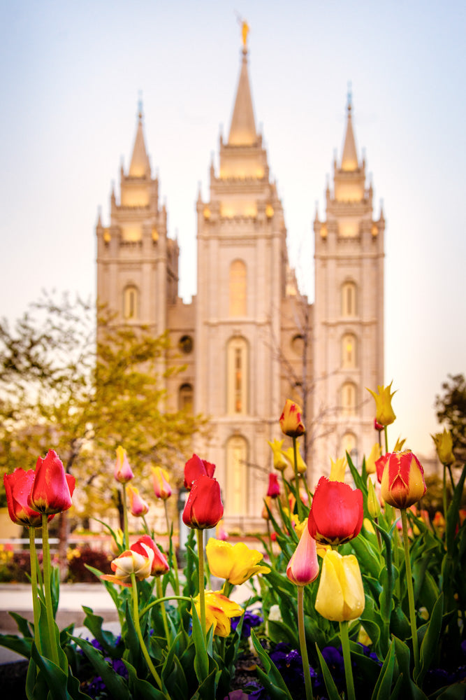 Salt Lake Temple - Tulips by Scott Jarvie