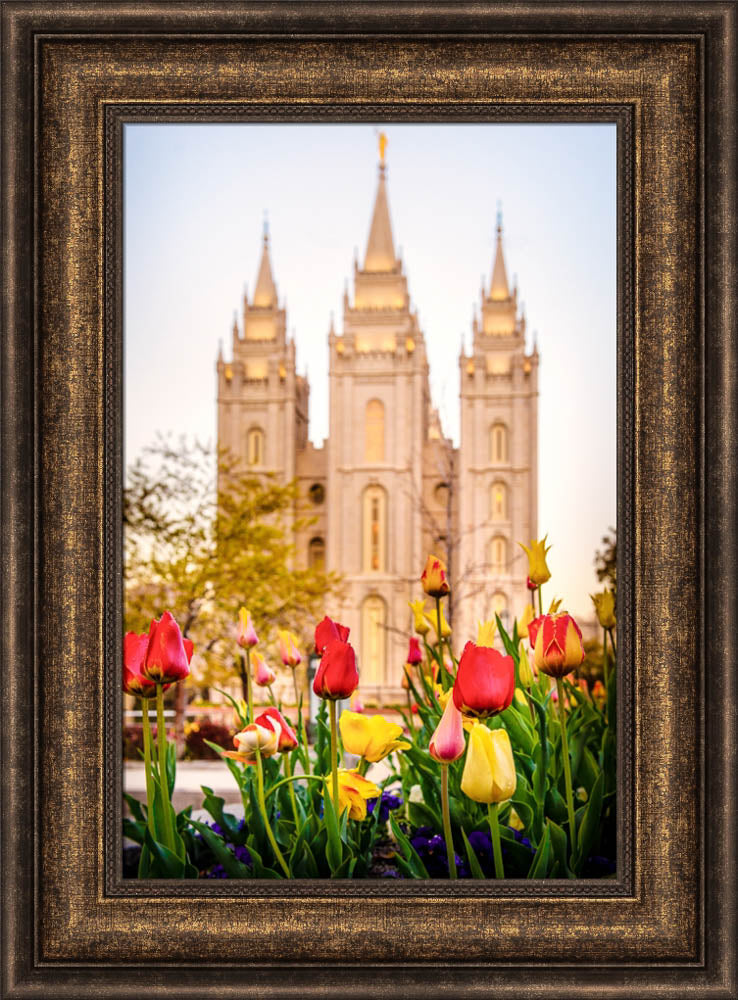 Salt Lake Temple - Tulips by Scott Jarvie