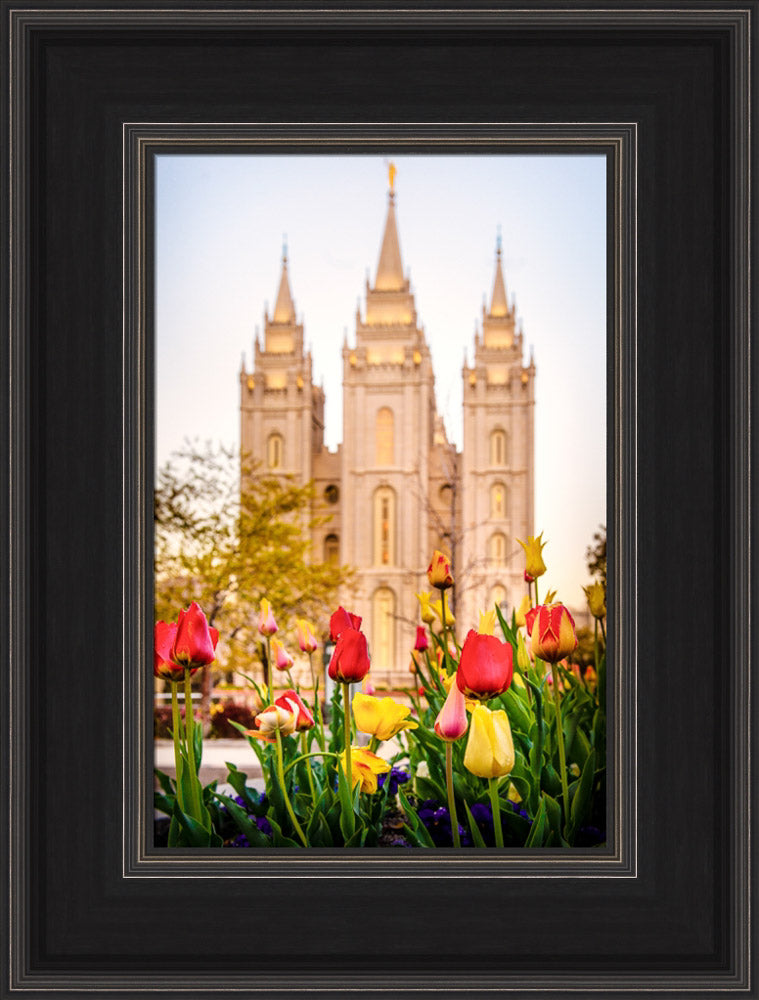 Salt Lake Temple - Tulips by Scott Jarvie