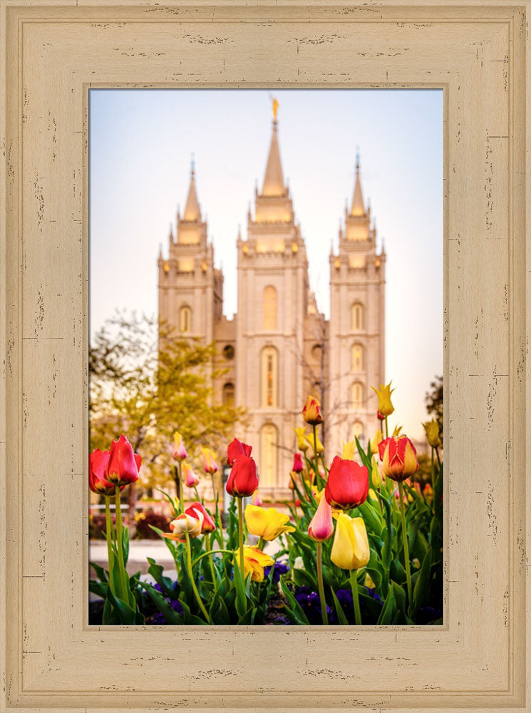 Salt Lake Temple - Tulips by Scott Jarvie