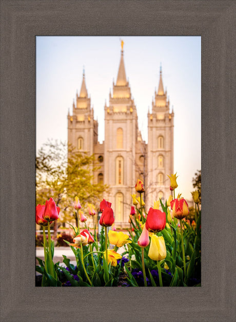 Salt Lake Temple - Tulips by Scott Jarvie