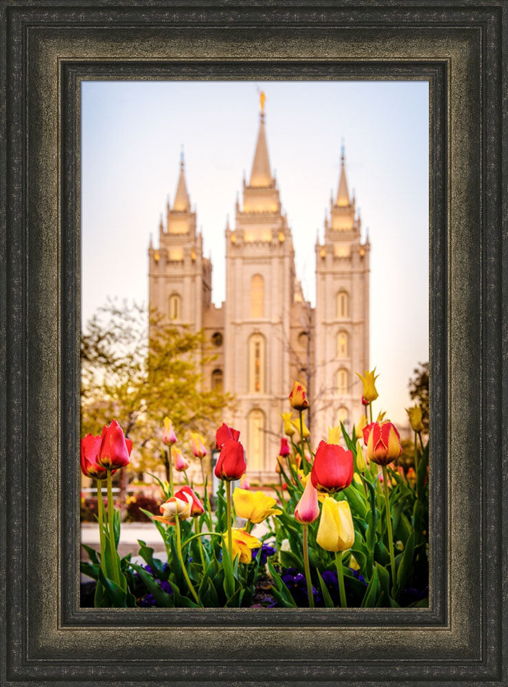 Salt Lake Temple - Tulips by Scott Jarvie