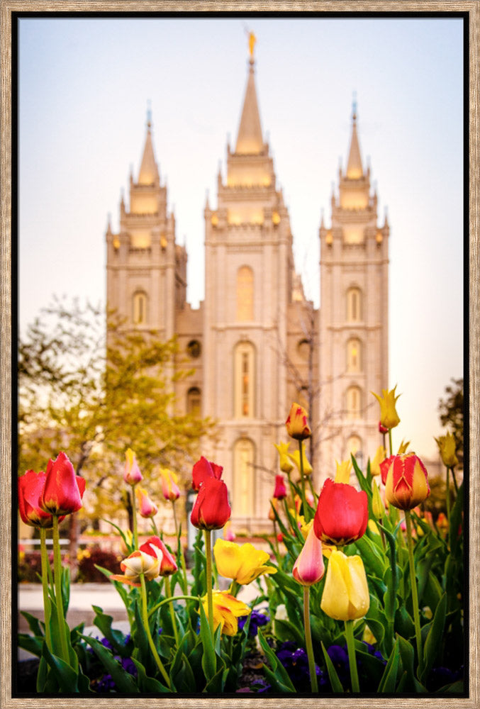 Salt Lake Temple - Tulips by Scott Jarvie