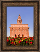 Nauvoo Temple - Tulips by Scott Jarvie