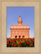 Nauvoo Temple - Tulips by Scott Jarvie