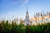 Twin Falls Temple - Harvest by Scott Jarvie