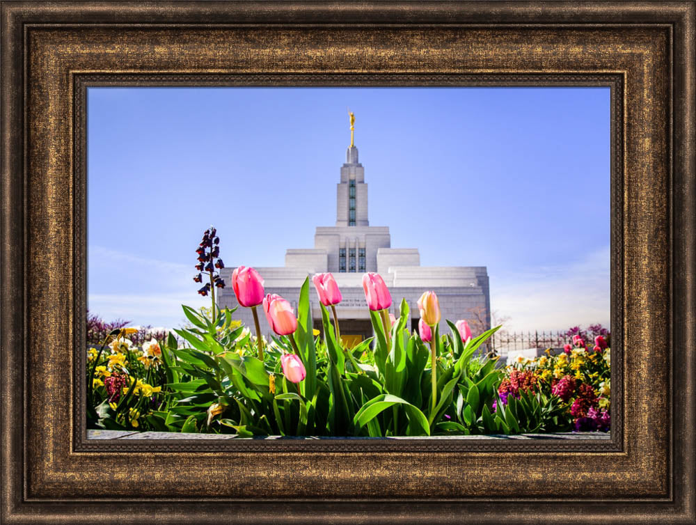 Draper Temple - Tulips by Scott Jarvie