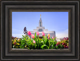 Draper Temple - Tulips by Scott Jarvie