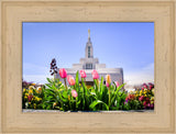 Draper Temple - Tulips by Scott Jarvie