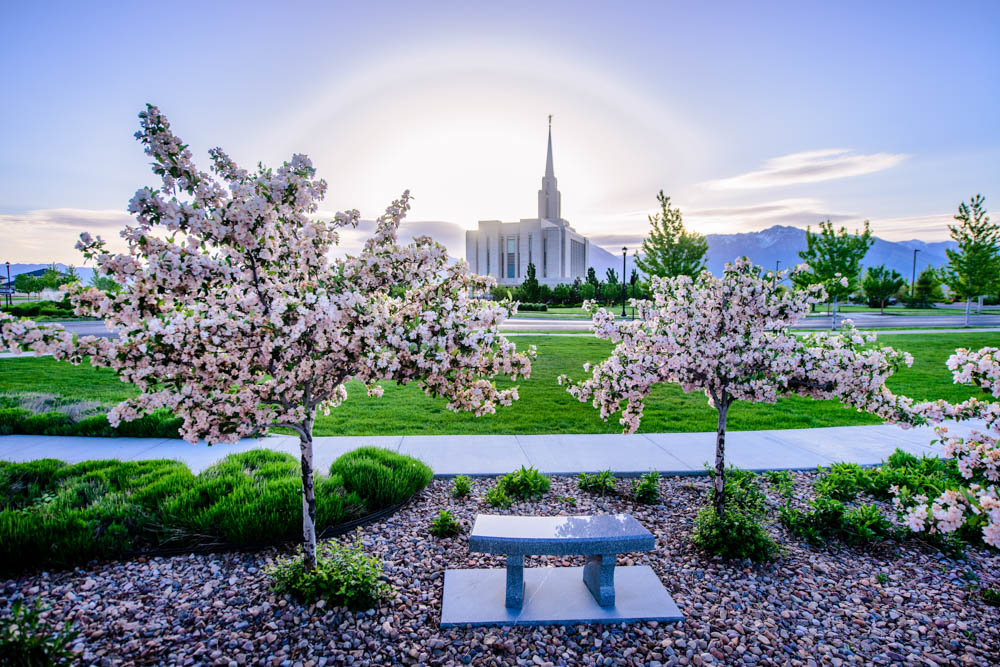 Oquirrh Mountain Temple - Flower Trees and Sun by Scott Jarvie